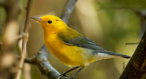 Totem Toutinegra, Sonhos e Mensagens