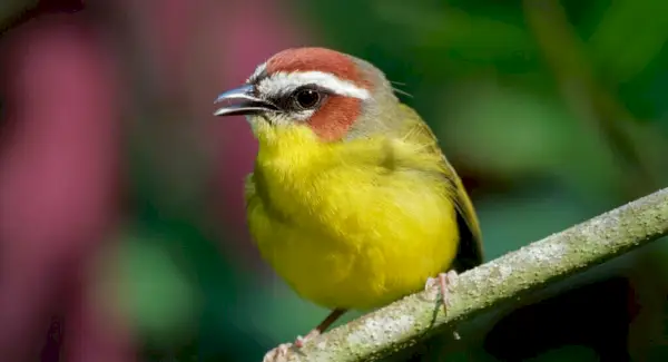 Simbolismo da Toutinegra