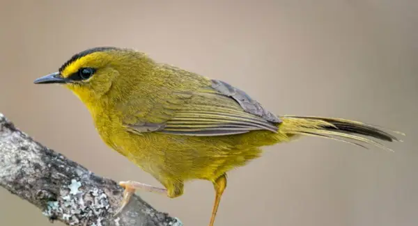 Simbolismo, Totem e Mensagens da Toutinegra