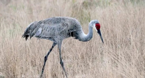 カナダヅルの象徴、夢、そしてメッセージ