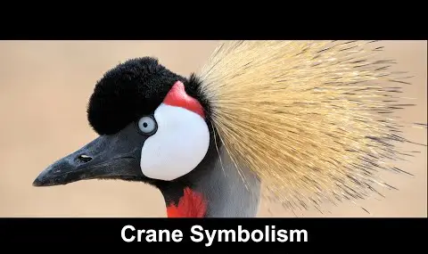 YouTube プレーヤー