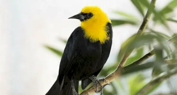 Totem Melro, Sonhos e Mensagens