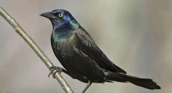 Totem Grackle