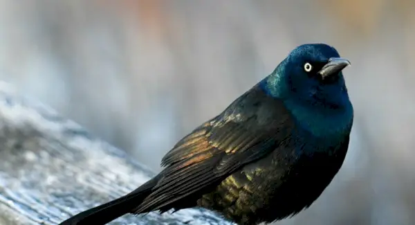 Symbolika Grackle’a