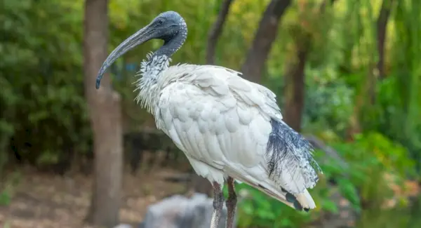 Ibis Totem, Sonhos e Mensagens