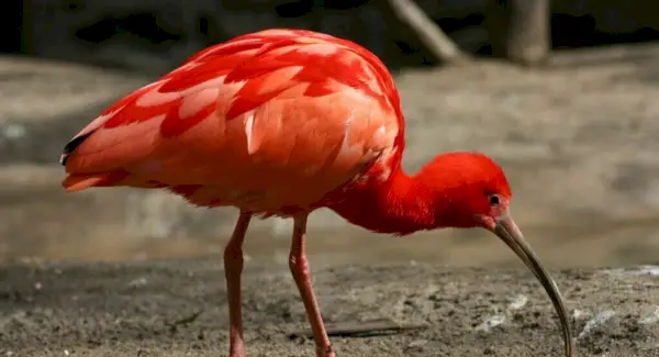 Simbolismo, Sonhos e Mensagens do Íbis