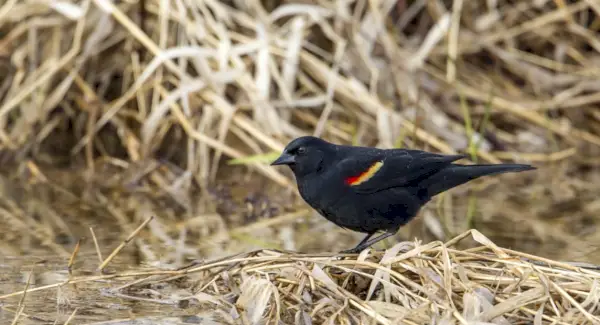 Signification, Totems