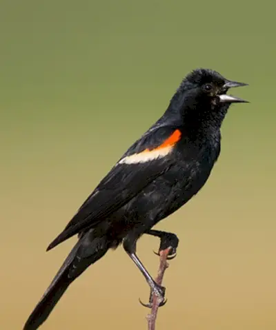 Symbolisme du merle à ailes rouges