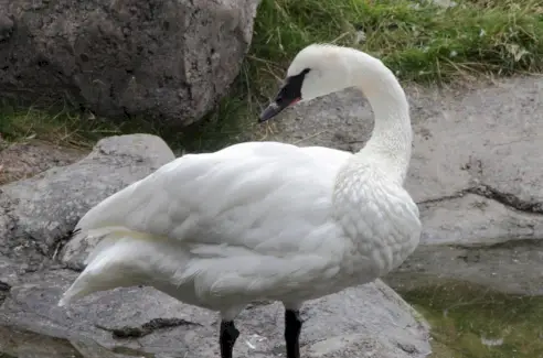 Simbolismo do Cisne, Significado do Cisne, Totem do Cisne, Sonho do Cisne e Mensagens