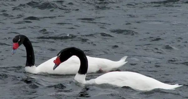 Simbolismo do Cisne, Significado do Cisne, Totem do Cisne, Sonho do Cisne e Mensagens