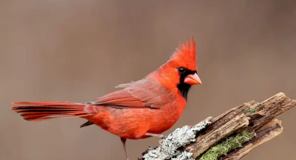 Cardeal, Pássaros, Mensagens e Totens de Animais, Simbolismo Cardeal, Significado Cardeal, Totem Cardeal, Sonho Cardeal