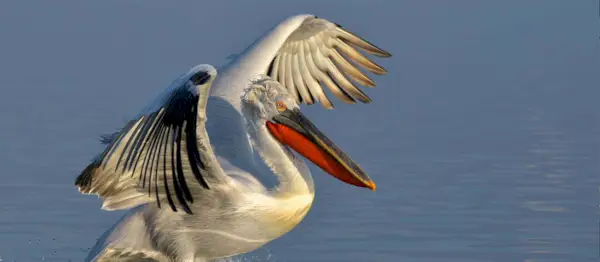 Symbolisme du pélican, signification du pélican, totem du pélican, rêve du pélican et messages