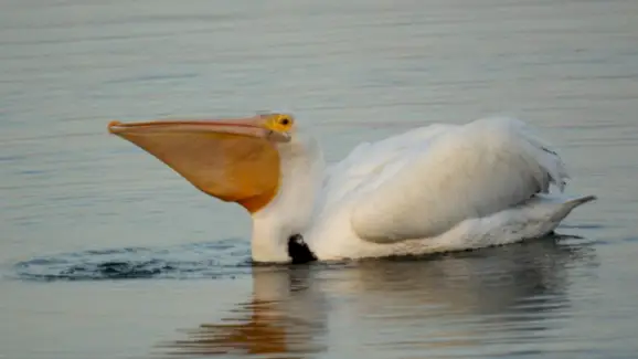 Symbolisme du pélican, signification du pélican, totem du pélican, rêve du pélican et messages