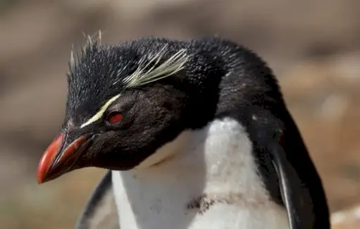 Significado do pinguim Rockhopper