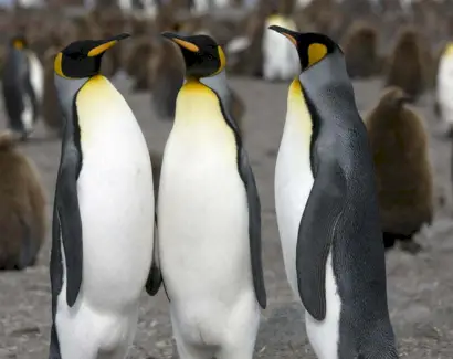 Sonho do Pinguim Rei