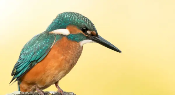 Symbolisme, rêves et messages communs du martin-pêcheur