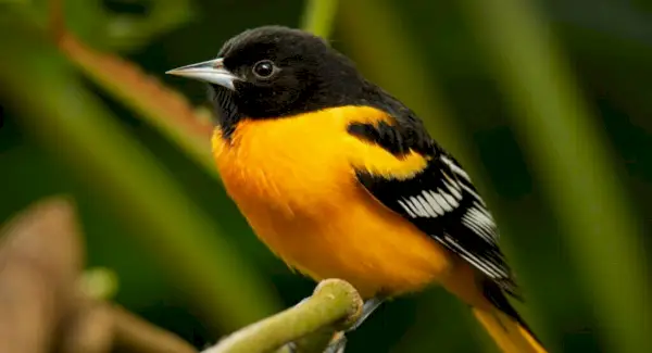 Totem Oriole, Sonhos e Mensagens
