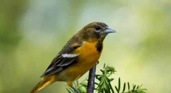 Simbolismo, Totem, Sonhos e Mensagens do Oriole