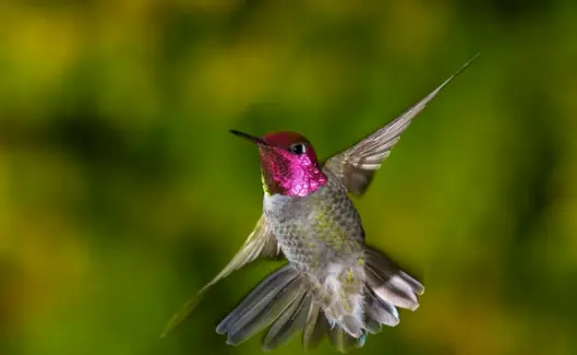 Totem Colibri, Rêve de Colibri et Messages
