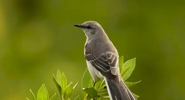 Totem, sonhos e mensagens do Mockingbird