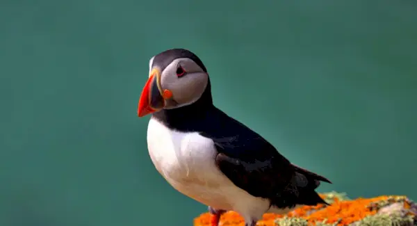 Totem Puffin, Sonhos e Mensagens