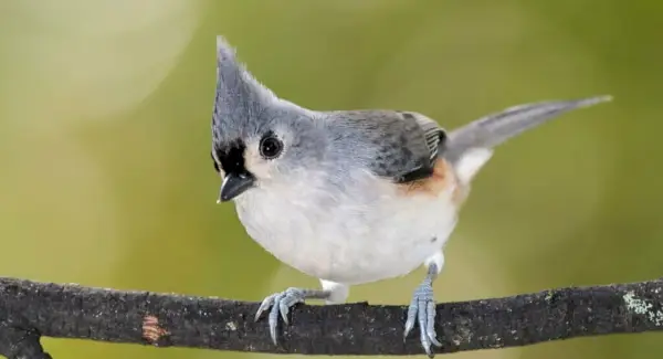 Totem mésange touffeté, rêves et messages