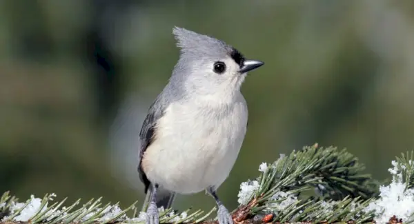 Symbolisme de la mésange touffue