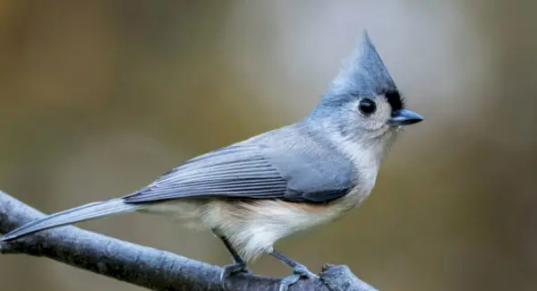 Symbolisme, totem, rêves et messages de la mésange touffue