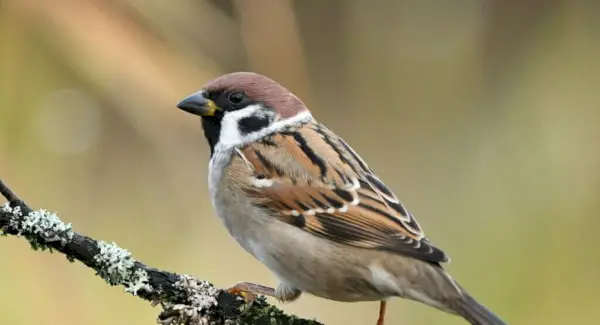 Totem, sonhos e mensagens do pardal-árvore
