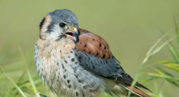 Simbolismo, Totem, Sonhos e Mensagens do Kestrel