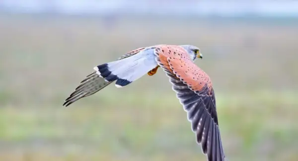 Totem Kestrel, Sonhos e Mensagens