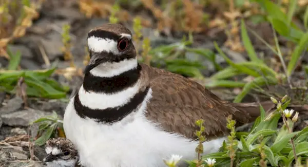 Simbolismo, Totem, Sonhos e Mensagens do Killdeer