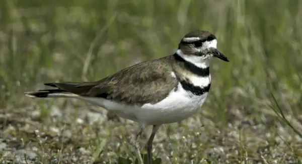 Totem Killdeer, Sonhos e Mensagens