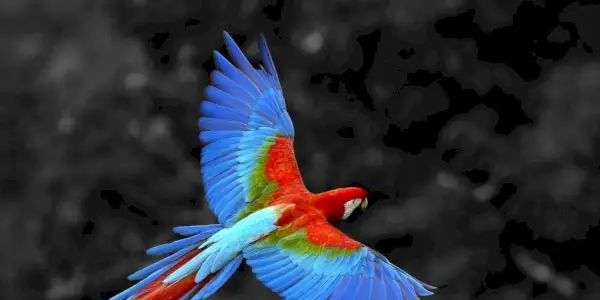 Papoušek symbolika, zprávy