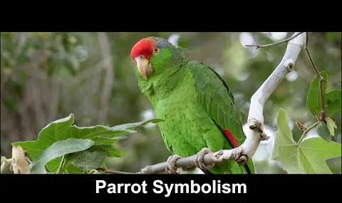 Symbolika papouška