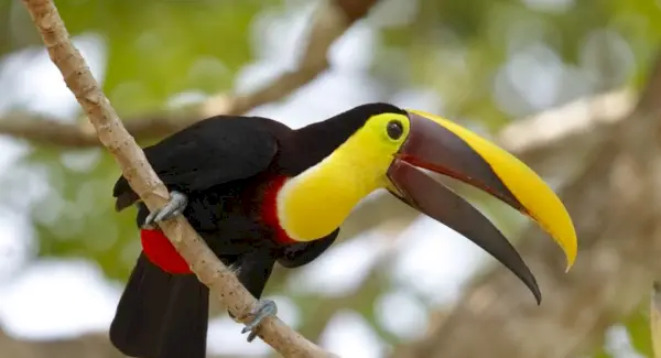 Symbolisme des toucans