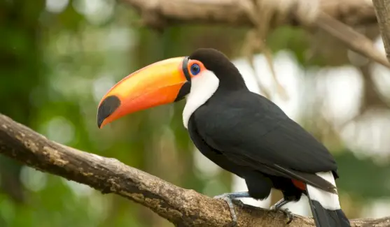Totem Toucan