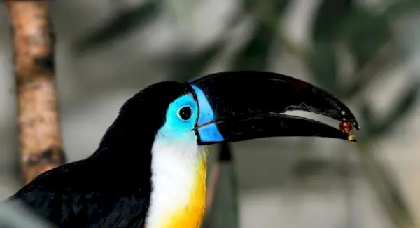 Rêve de toucan et messages