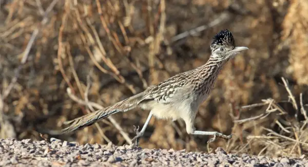 Simbolismo do Roadrunner