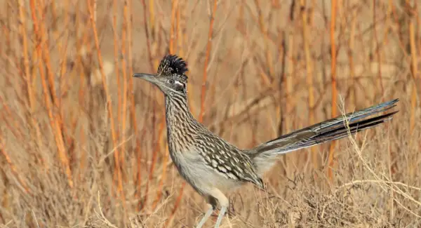 Sonhos e mensagens do Roadrunner