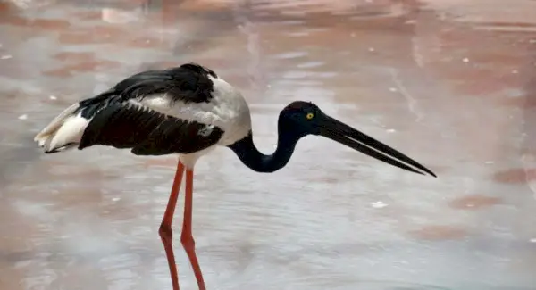 Totem da Cegonha, Sonhos e Mensagens