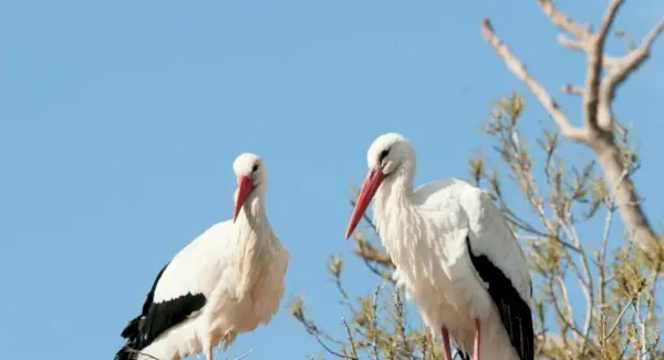 Simbolismo, sonhos e mensagens da cegonha