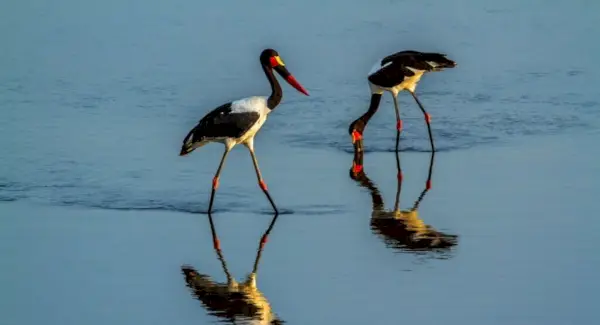Simbolismo, totens e mensagens da cegonha