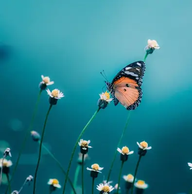 meaning of a butterfly