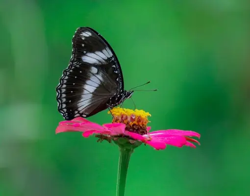 spiritual meaning of a black butterfly