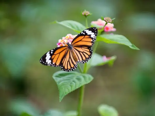 spiritual meaning of a monarch butterfly