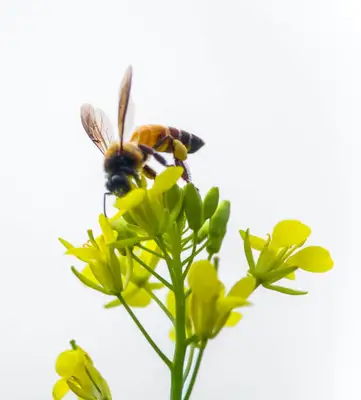 virgo spirit animal meaning