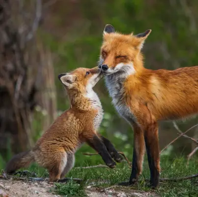 virgo spirit animal fox