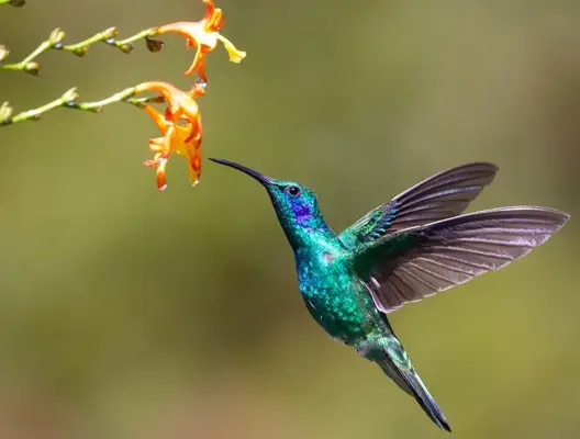 zodiac animals aries