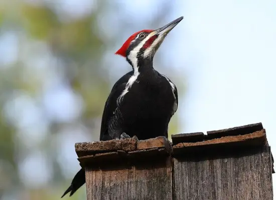 woodpecker spirit animal